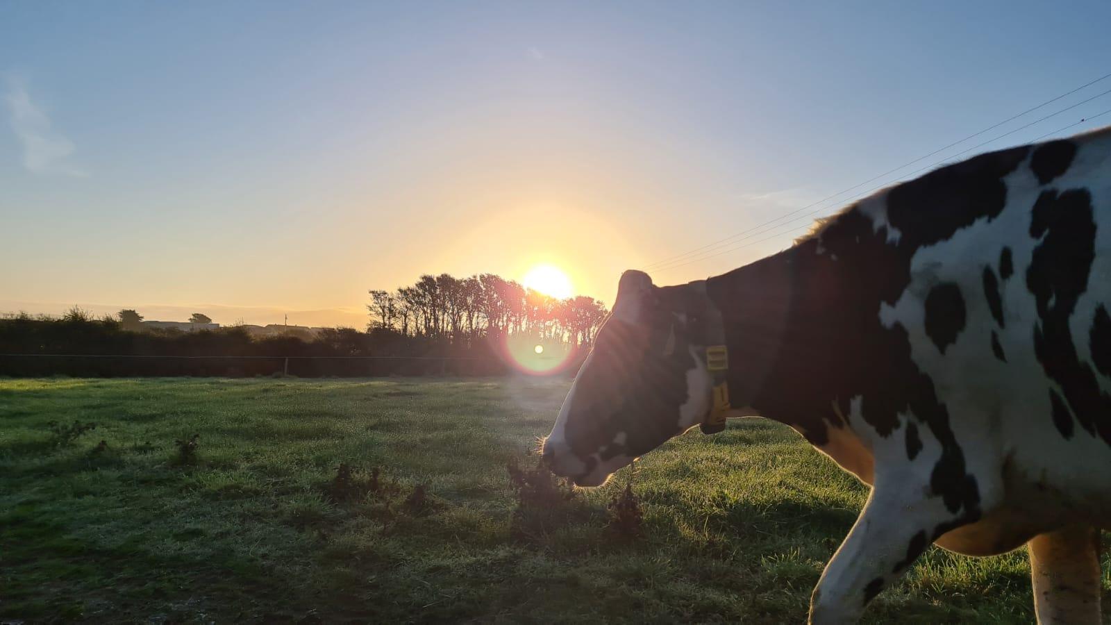As the sun rises at our dairy.. - Banbury's Turkeys