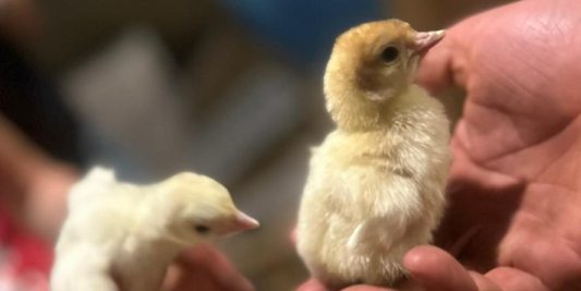Three Weeks on the Farm — Chicks, Calves, the Royal Cornwall Show and Cereals 2026 at Diddly Squat