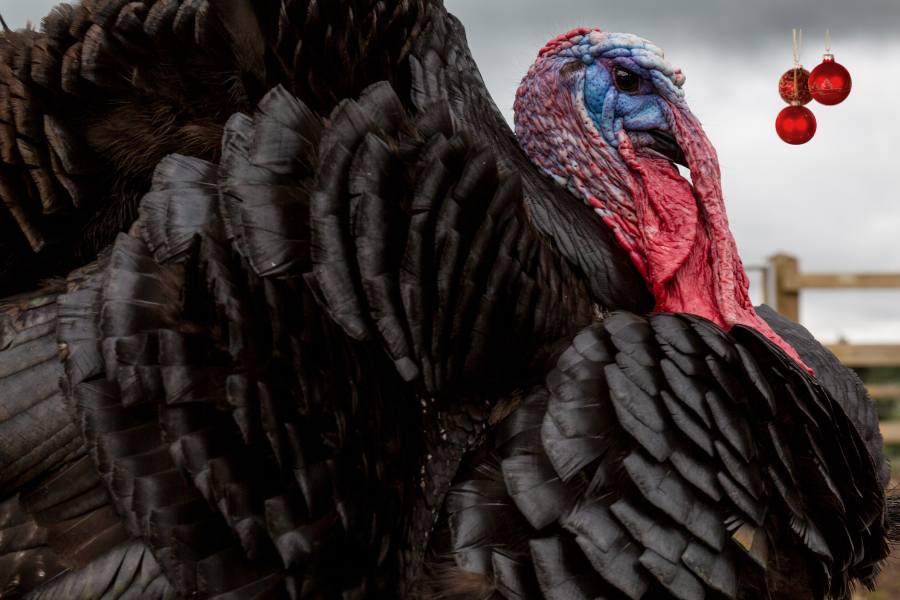 Bronze Free Range Turkey