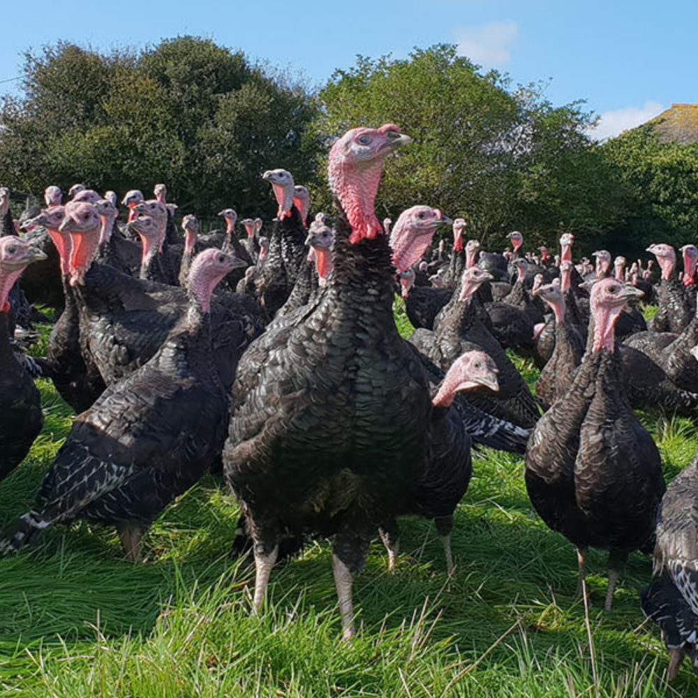 Bronze Free Range Turkey