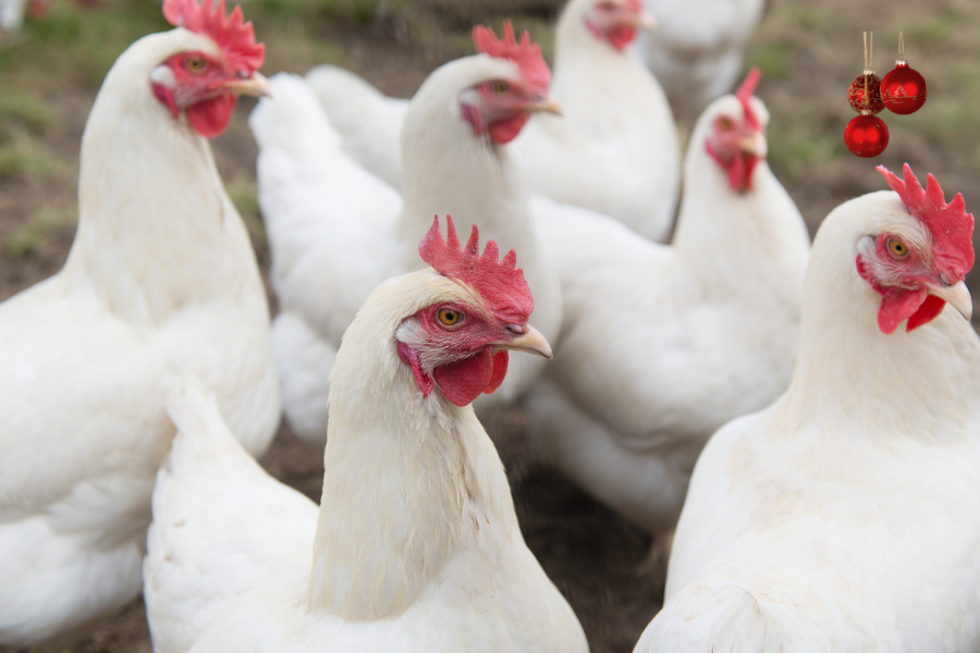Farm Chicken