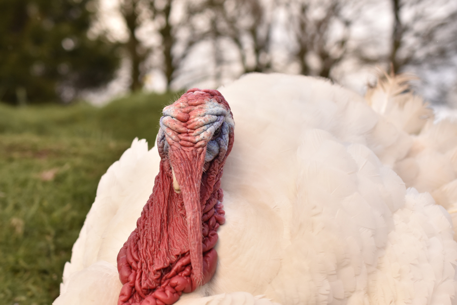 White Barn Turkey