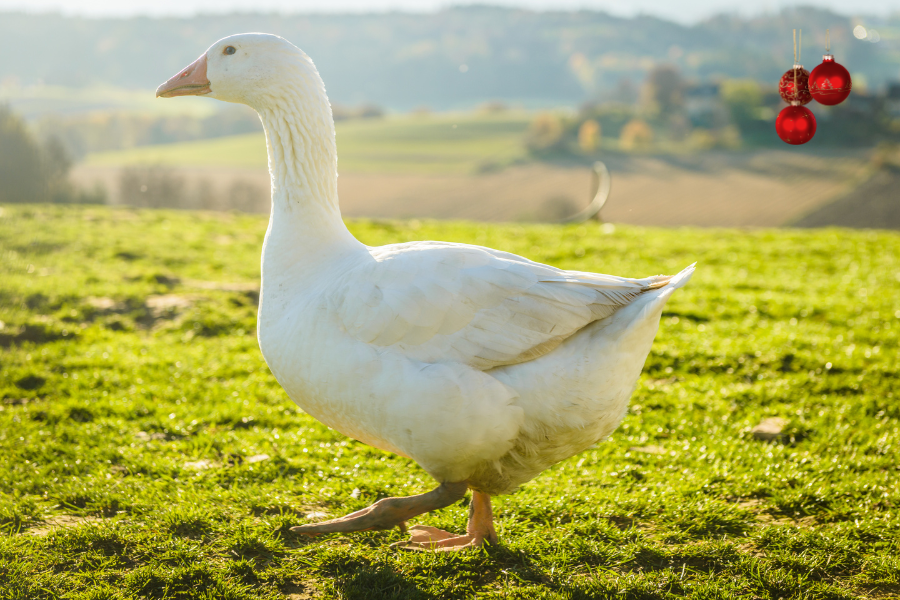 Goose