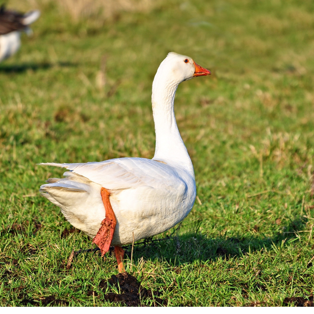 Free Range Goose size and feeding guide — Banbury's Turkeys