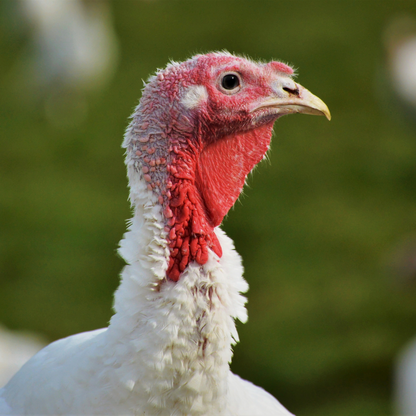White Free Range Easy Carve Turkey Crown — Banbury's Turkeys, Cornwall