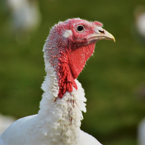 Finest Easy Carve White Turkey Crown