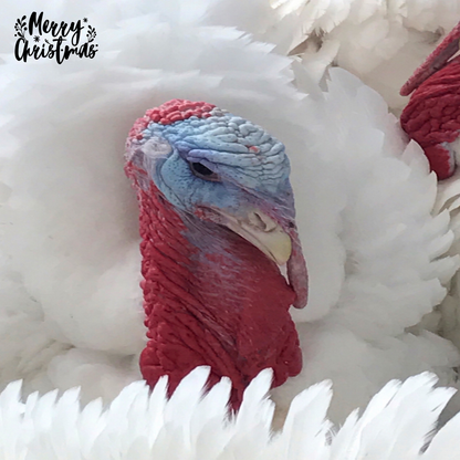 White Barn Turkey — Banbury's Turkeys, Padstow, Cornwall