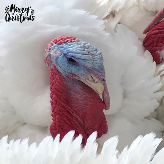 White Barn Turkey — Banbury's Turkeys, Padstow, Cornwall